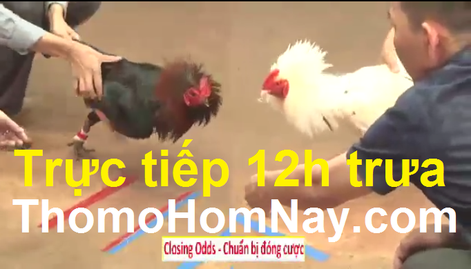 Tham gia đá gà Thomo trực tiếp tại Casino 67 và Casino 999