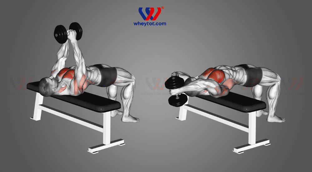 10 bài tập lưng với tạ đơn giúp cơ lưng săn chắc nhanh chóng